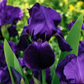 Bulb Iris Germanica Black Knight, 1 buc, soi cu flori mari catifelate in nuante de mov inchis aproape negru, ideal pentru borduri, ronduri si gradini elegante