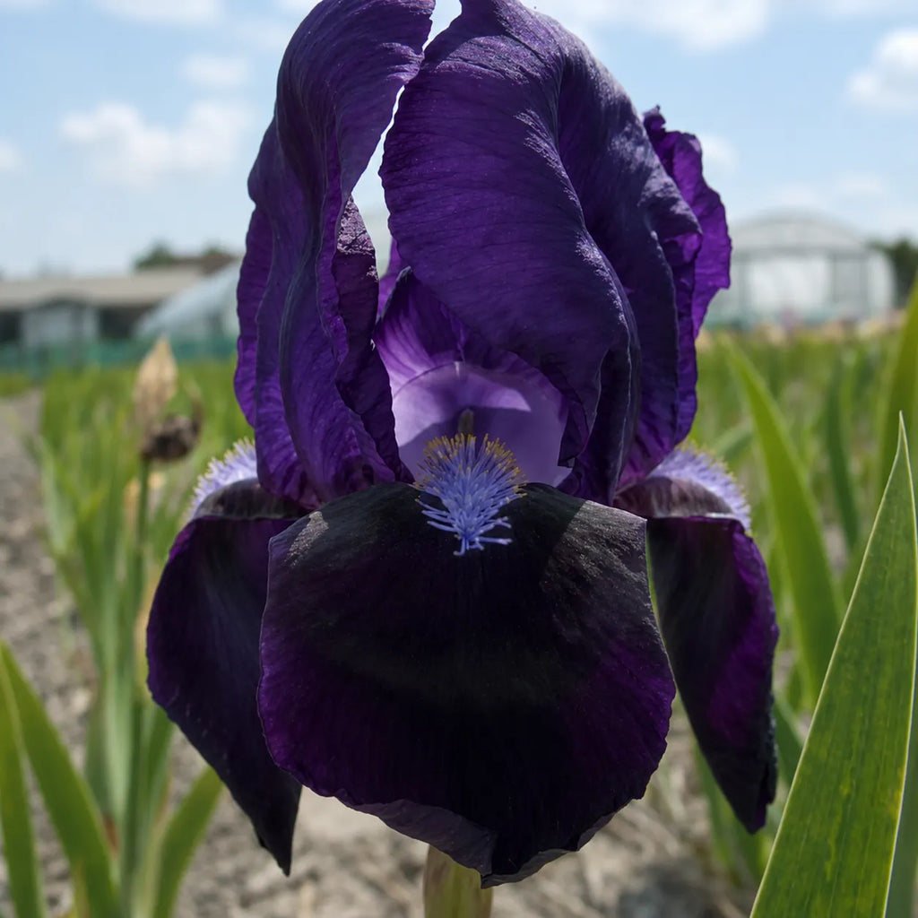 Bulb Iris Germanica Black Knight, iris germanica cu flori elegante mov inchis aproape negre, recomandat pentru borduri, straturi de flori si aranjamente florale