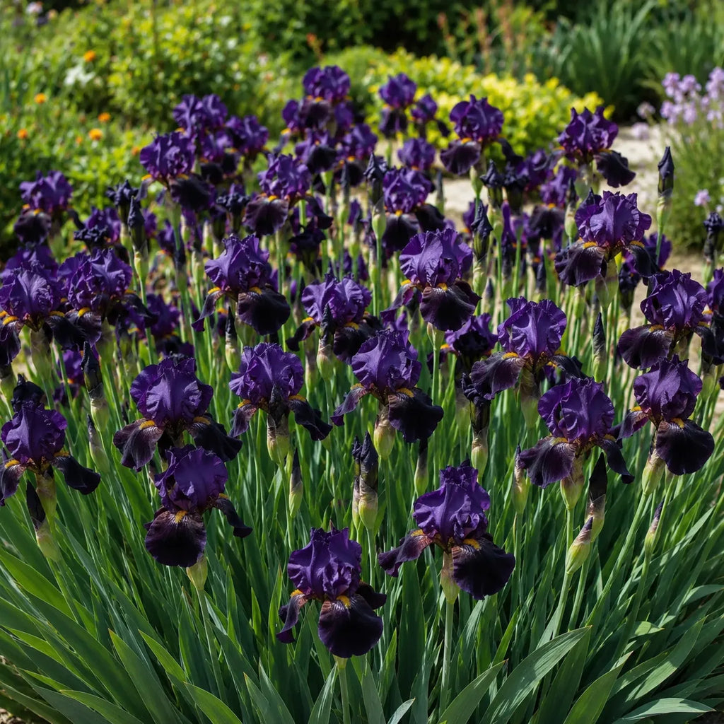 Bulb Iris Germanica Black Knight Mov Inchis, varietate perena cu flori spectaculoase de culoare mov foarte inchis, perfecta pentru amenajarea gradinilor decorative