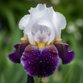 Bulb Iris Germanica Blue Rhythm, 1 buc, soi cu flori mari catifelate in nuante de alb liliachiu si violet purpuriu, ideal pentru borduri, ronduri si gradini elegante