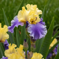 Bulb Iris Germanica Edith Wolford, 1 buc, soi cu flori mari catifelate in nuante de galben auriu si albastru violet, ideal pentru borduri, ronduri si gradini elegante