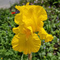 Bulb Iris Germanica Ola Kala, 1 buc, soi cu flori mari catifelate galben auriu intens, ideal pentru borduri, ronduri si gradini elegante