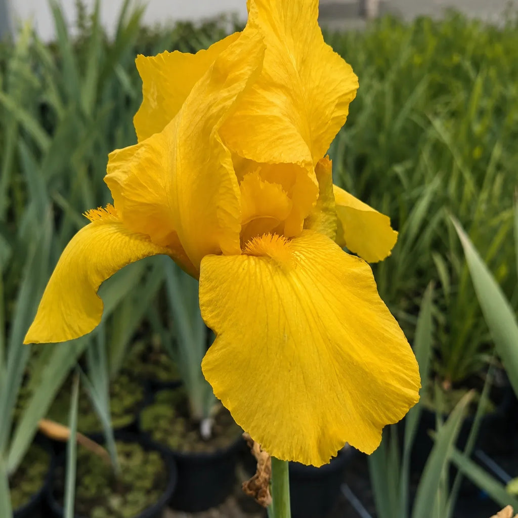 Bulb Iris Germanica Ola Kala, iris germanica cu flori elegante galben intens, recomandat pentru borduri, straturi de flori si buchete naturale