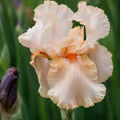 Bulb Iris Germanica Party Dress, 1 buc, soi cu flori mari catifelate roz pastel si barba galben portocalie, ideal pentru borduri, ronduri si gradini elegante