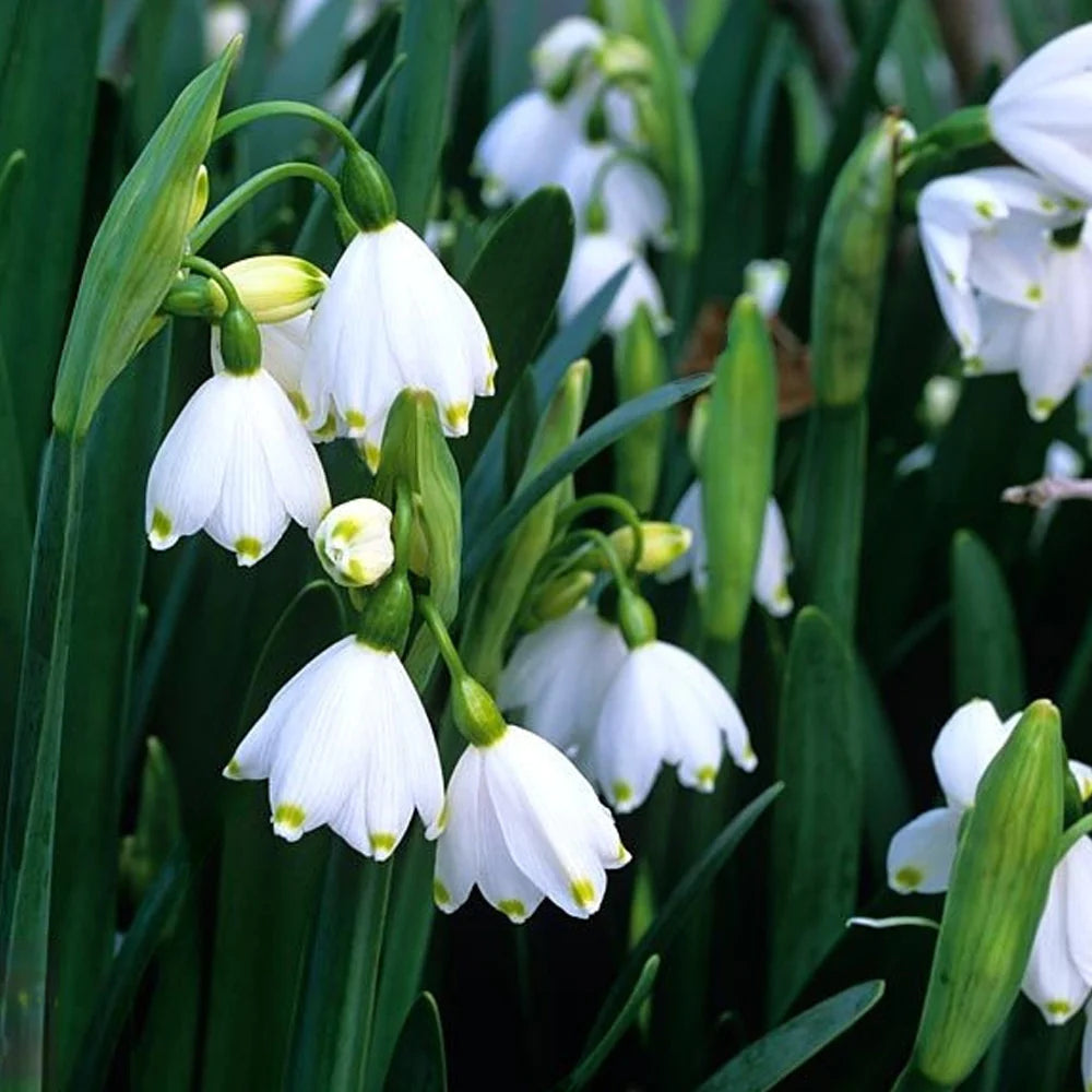 Bulbi de Ghiocei de Vara "Leucojum Aestivum", 5 Bucati