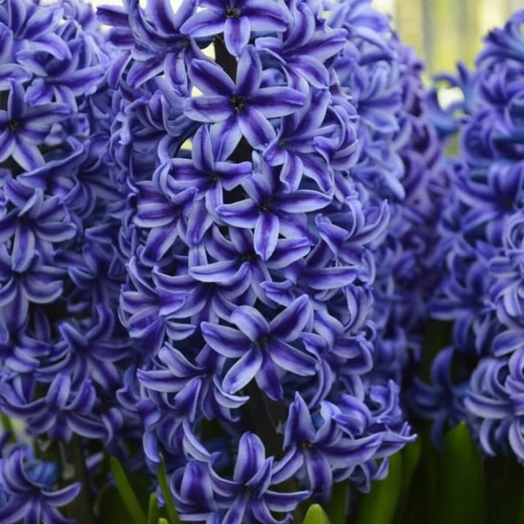 Zambile Blue Trophy cu flori albastre intense, zambile decorative de primăvară