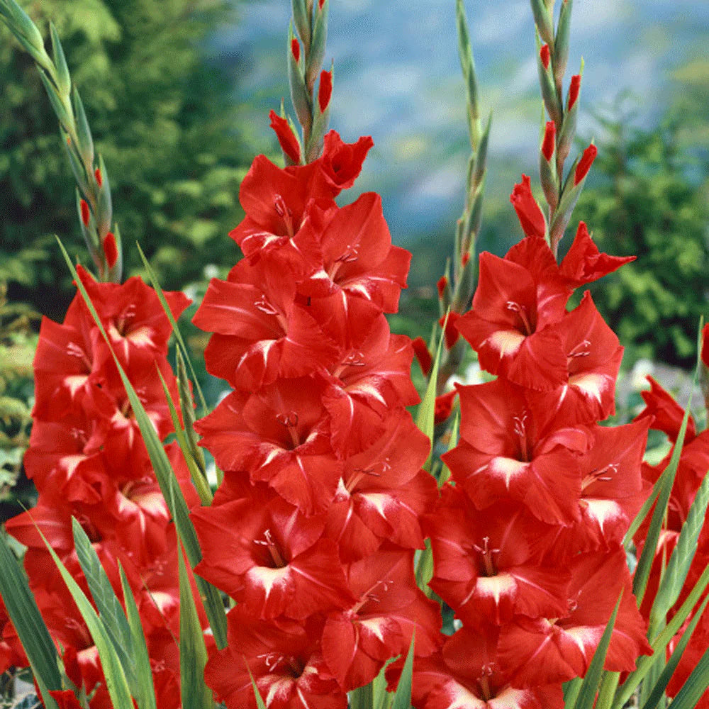 Bulbi de Gladiole "Traderhorn", 7 Bucati