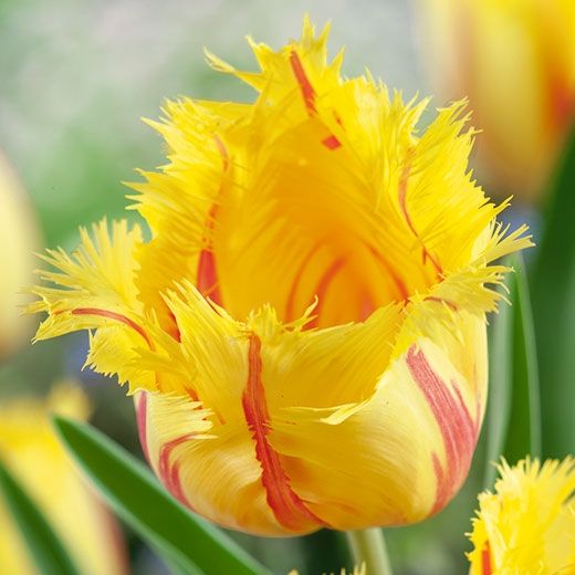 Transformă grădina cu lalelele Amazing Parrot – bulbi premium, flori mari și nuanțe intense. Perfecți pentru borduri, ronduri și aranjamente florale.