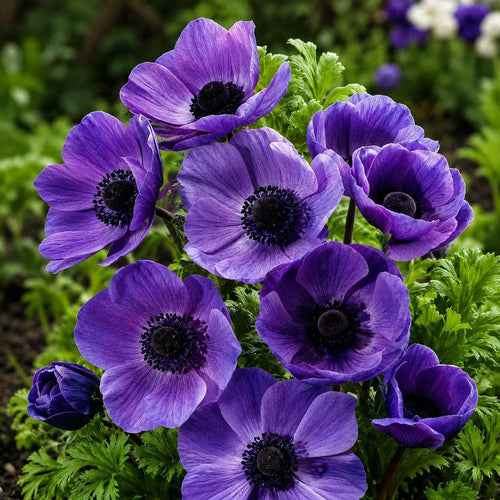 Bulbi_Anemone_Mr_Fokker_Coronaria - Fitza Florilor