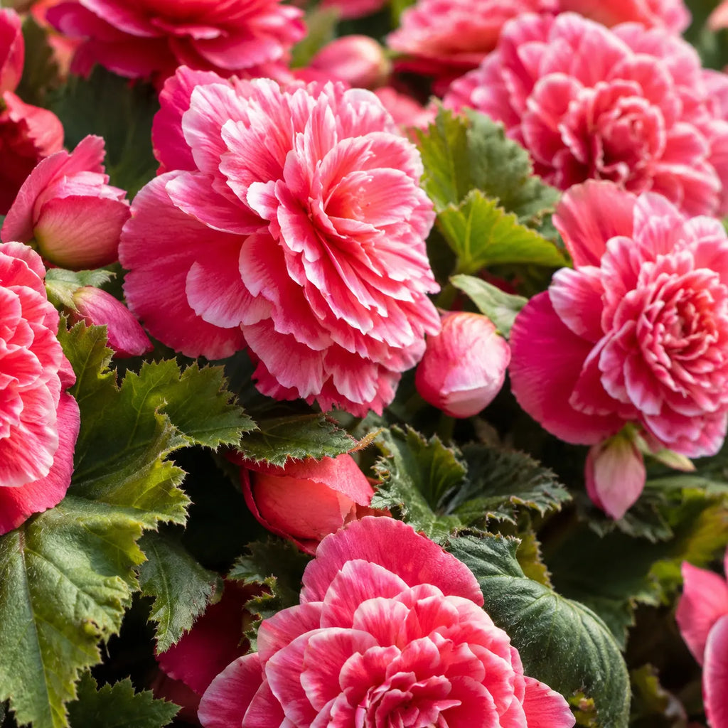 Bulbi Begonia Camellia Roz 2 buc, varietate cu flori elegante asemanatoare cameliei, in nuante delicate de roz, potrivita pentru balcoane, terase si spatii semiumbrite