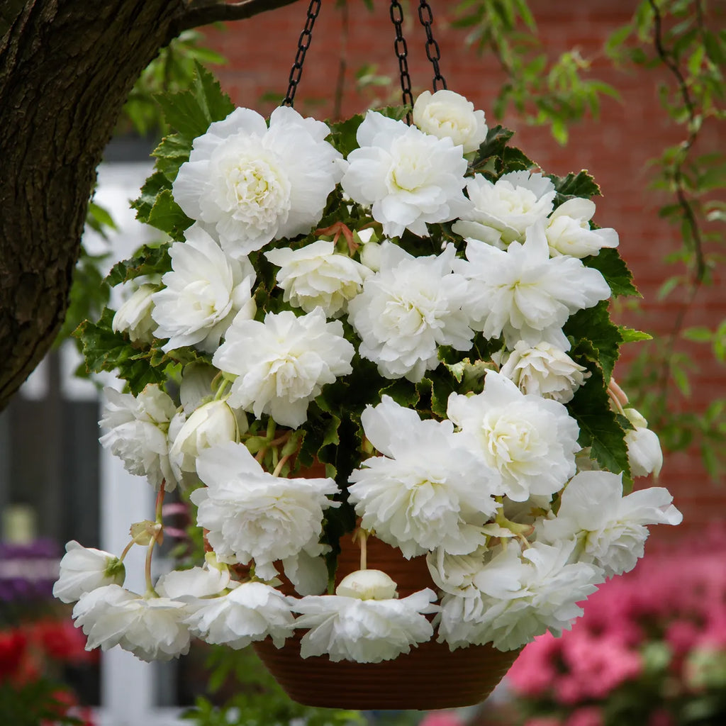 Bulbi Begonia Cascade Alb 2 buc, varietate cu flori bogate de un alb pur si efect spectaculos de cascada, perfecta pentru balcoane, terase si cosuri decorative