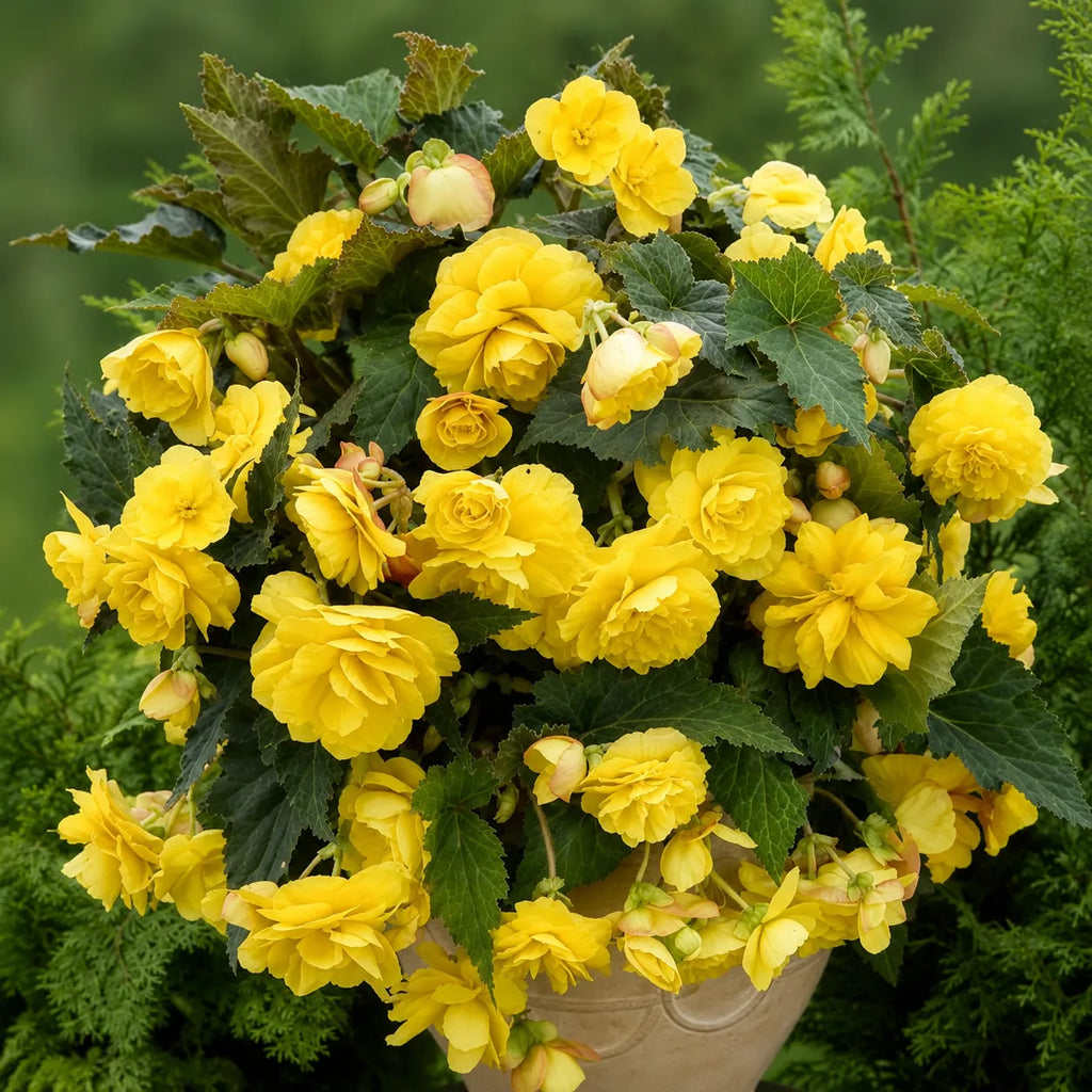 Bulbi Begonia Cascade Galben 2 buc, varietate cu flori bogate in nuante luminoase de galben si efect spectaculos de cascada, perfecta pentru balcoane, terase si cosuri decorative
