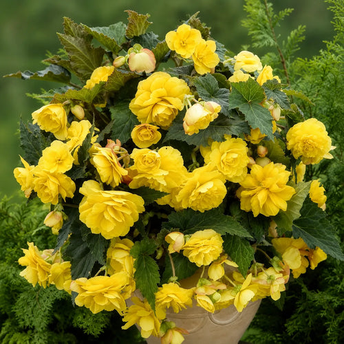 Bulbi Begonia Cascade Galben 2 buc, varietate cu flori bogate in nuante luminoase de galben si efect spectaculos de cascada, perfecta pentru balcoane, terase si cosuri decorative