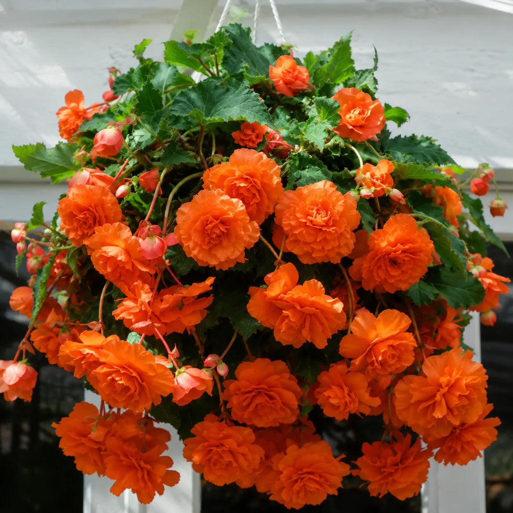 Bulbi Begonia Cascade Portocaliu 2 buc, varietate cu flori bogate in nuante vibrante de portocaliu si efect spectaculos de cascada, perfecta pentru balcoane, terase si cosuri decorative