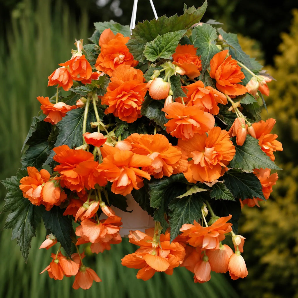 Bulbi Begonia Cascade Portocaliu, soi cu flori duble portocalii si inflorire abundenta, ideal pentru ghivece suspendate, jardiniere si amenajarea gradinilor decorative