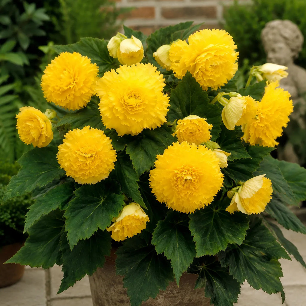 Bulbi Begonia Fimbriata Galben, pachet cu 2 tuberculi de begonie cu flori mari, duble si petale franjurate, ideale pentru ghivece, jardiniere si gradini decorative