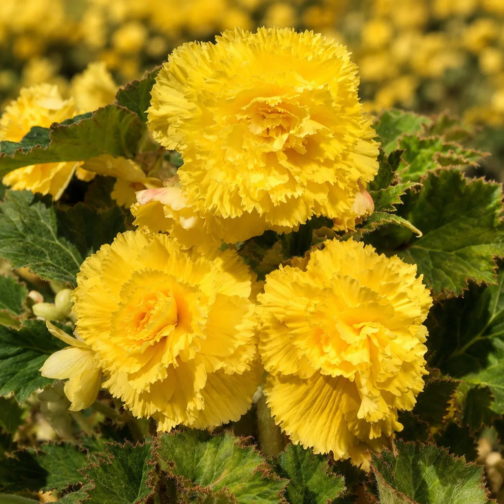 Bulbi Begonia Fimbriata Galben 2 buc, varietate cu flori elegante in nuante luminoase de galben si petale franjurate, potrivita pentru balcoane, terase si spatii semiumbrite