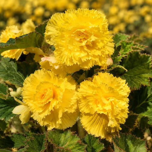 Bulbi Begonia Fimbriata Galben 2 buc, varietate cu flori elegante in nuante luminoase de galben si petale franjurate, potrivita pentru balcoane, terase si spatii semiumbrite