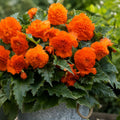 Bulbi Begonia Fimbriata Portocaliu, pachet cu 2 tuberculi de begonie cu flori mari, duble si petale franjurate, ideale pentru ghivece, jardiniere si gradini decorative