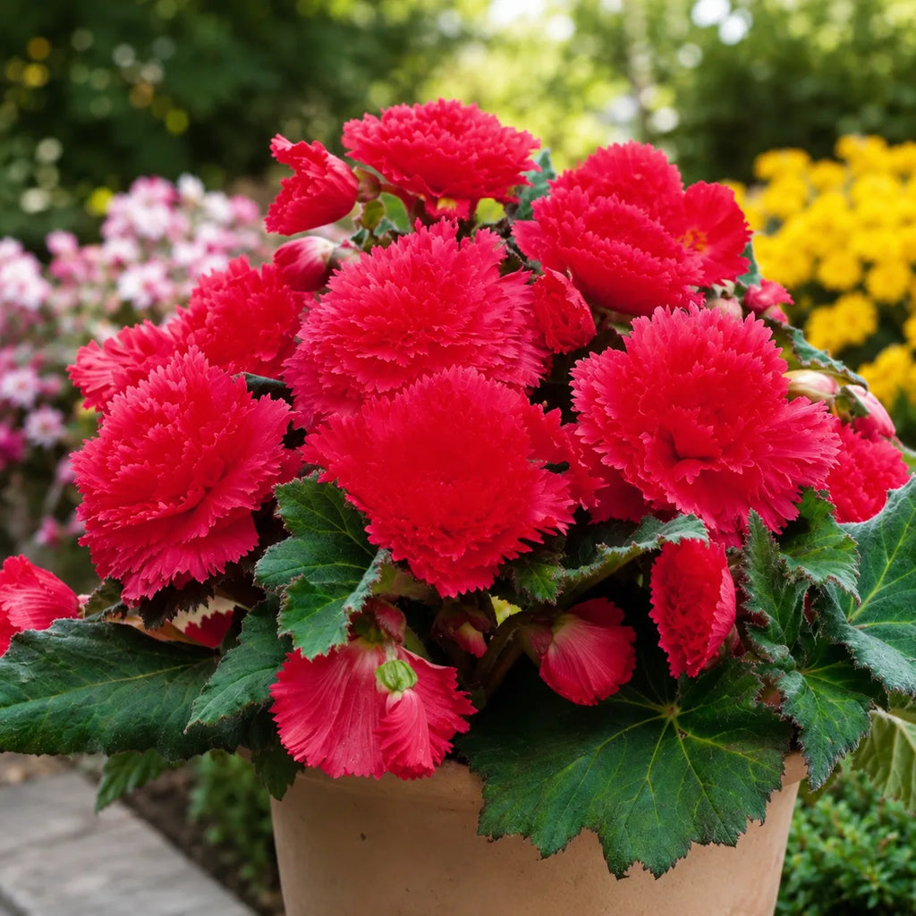 Bulbi Begonia Fimbriata Roz, pachet cu 2 tuberculi de begonie cu flori mari, duble si petale franjurate, ideale pentru ghivece, jardiniere si gradini decorative
