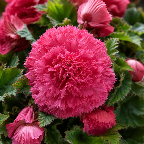 Bulbi Begonia Fimbriata Roz 2 buc, varietate cu flori elegante in nuante delicate de roz si petale franjurate, potrivita pentru balcoane, terase si spatii semiumbrite