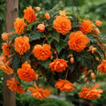 Bulbi Begonia NonStop Portocaliu, pachet cu 2 tuberculi de begonie cu flori duble portocaliu intens si inflorire continua, ideali pentru ghivece, jardiniere si gradini decorative