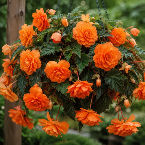 Bulbi Begonia NonStop Portocaliu, pachet cu 2 tuberculi de begonie cu flori duble portocaliu intens si inflorire continua, ideali pentru ghivece, jardiniere si gradini decorative