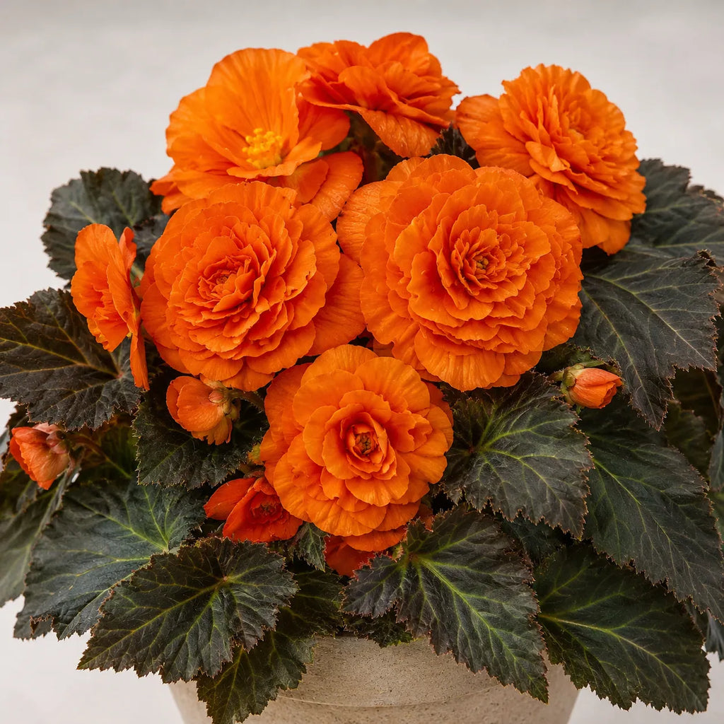 Bulbi Begonia NonStop Portocaliu 2 buc, varietate cu flori mari si bogate in nuante vibrante de portocaliu, perfecta pentru balcoane, terase si spatii semiumbrite