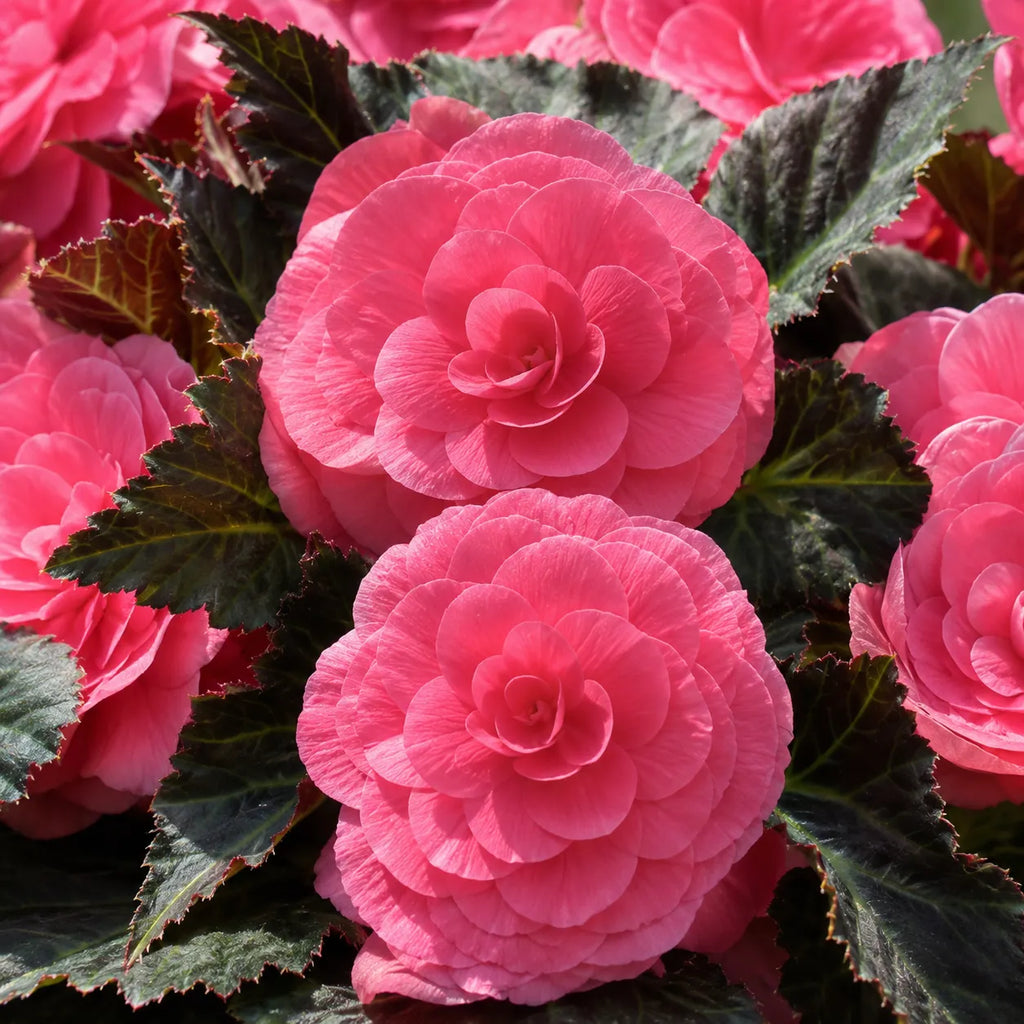 Bulbi Begonia NonStop Roz 2 buc, varietate cu flori mari si bogate in nuante delicate de roz, perfecta pentru balcoane, terase si spatii semiumbrite