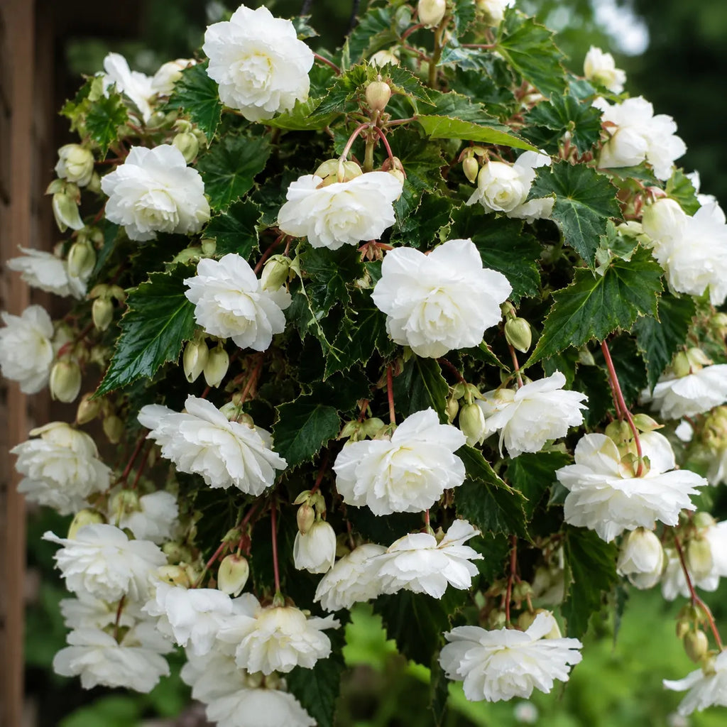 Bulbi Begonia Pendula Alb, pachet cu 2 tuberculi de begonie cu flori duble albe si port curgator, ideali pentru ghivece suspendate si jardiniere