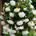 Bulbi Begonia Pendula Alb, pachet cu 2 tuberculi de begonie cu flori duble albe si port curgator, ideali pentru ghivece suspendate si jardiniere