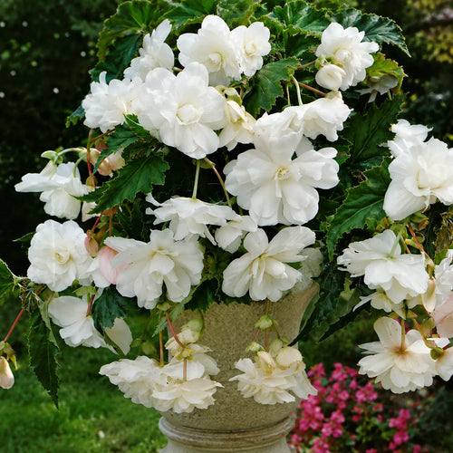Bulbi Begonia Pendula Alb 2 buc, varietate cu flori bogate de un alb pur, perfecta pentru balcoane, terase si cosuri decorative