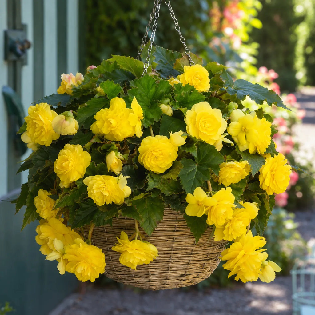 Bulbi Begonia Pendula Galben, pachet cu 2 tuberculi de begonie cu flori duble galbene si port curgator, ideali pentru ghivece suspendate si jardiniere