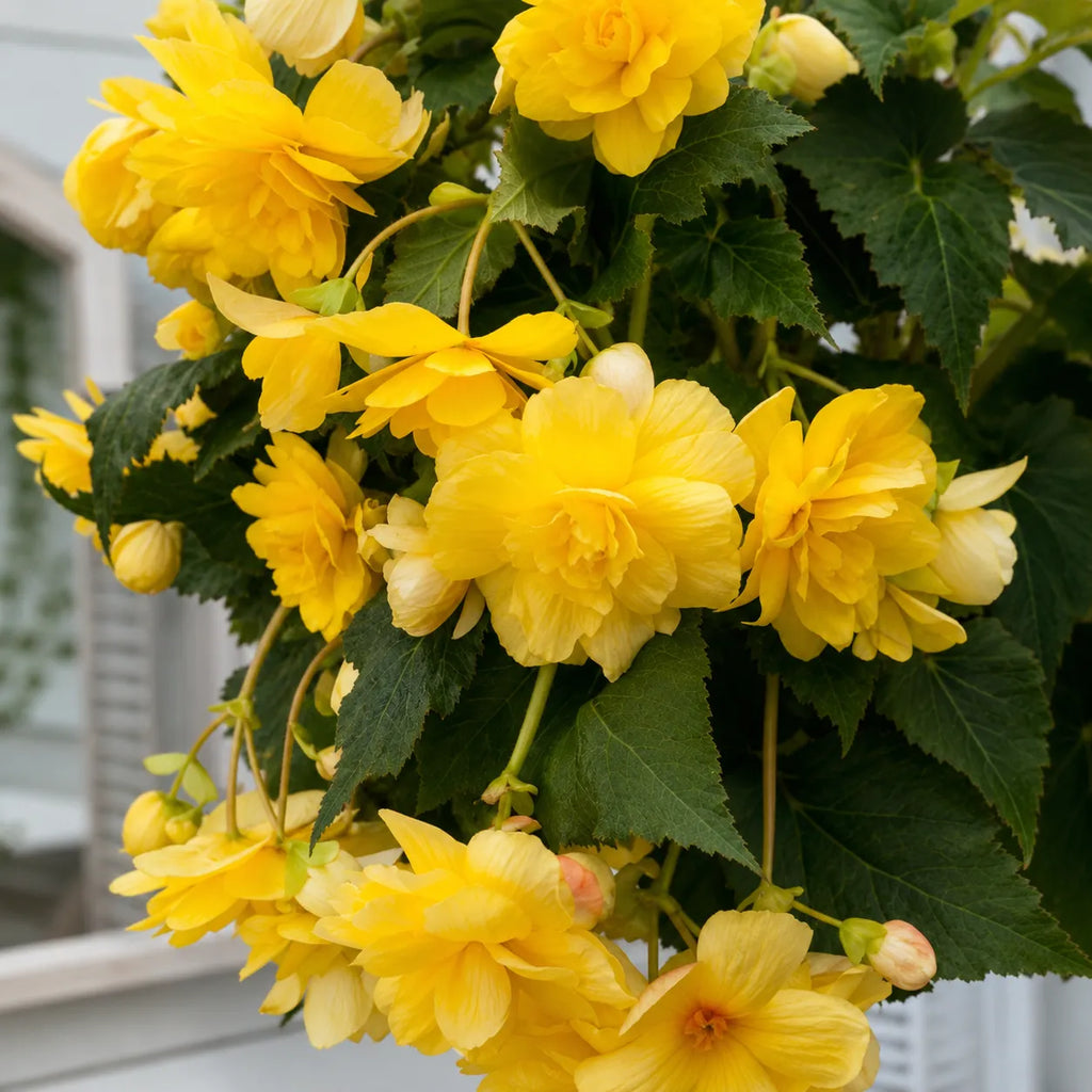 Bulbi Begonia Pendula Galben 2 buc, varietate cu flori bogate in nuante luminoase de galben, perfecta pentru balcoane, terase si cosuri decorative