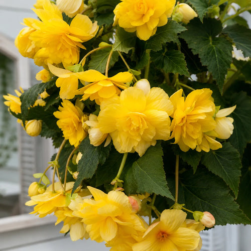 Bulbi Begonia Pendula Galben 2 buc, varietate cu flori bogate in nuante luminoase de galben, perfecta pentru balcoane, terase si cosuri decorative