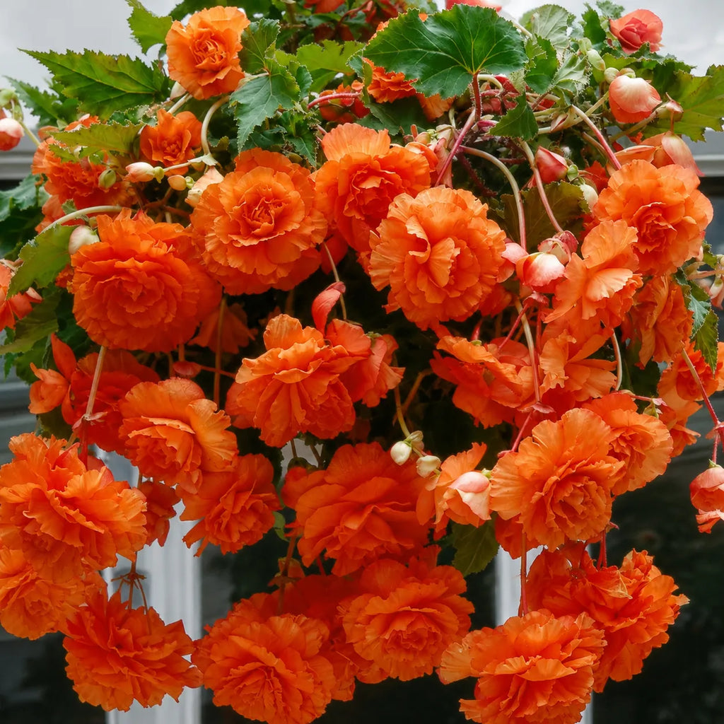 Bulbi Begonia Pendula Portocaliu, pachet cu 2 tuberculi de begonie cu flori duble portocaliu intens si port curgator, ideali pentru ghivece suspendate si jardiniere