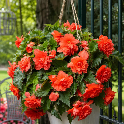 Bulbi Begonia Pendula Portocaliu 2 buc, varietate cu flori bogate in nuante vibrante de portocaliu, perfecta pentru balcoane, terase si cosuri decorative