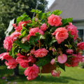 Bulbi Begonia Pendula Roz, pachet cu 2 tuberculi de begonie cu flori duble roz si port curgator, ideali pentru ghivece suspendate si jardiniere