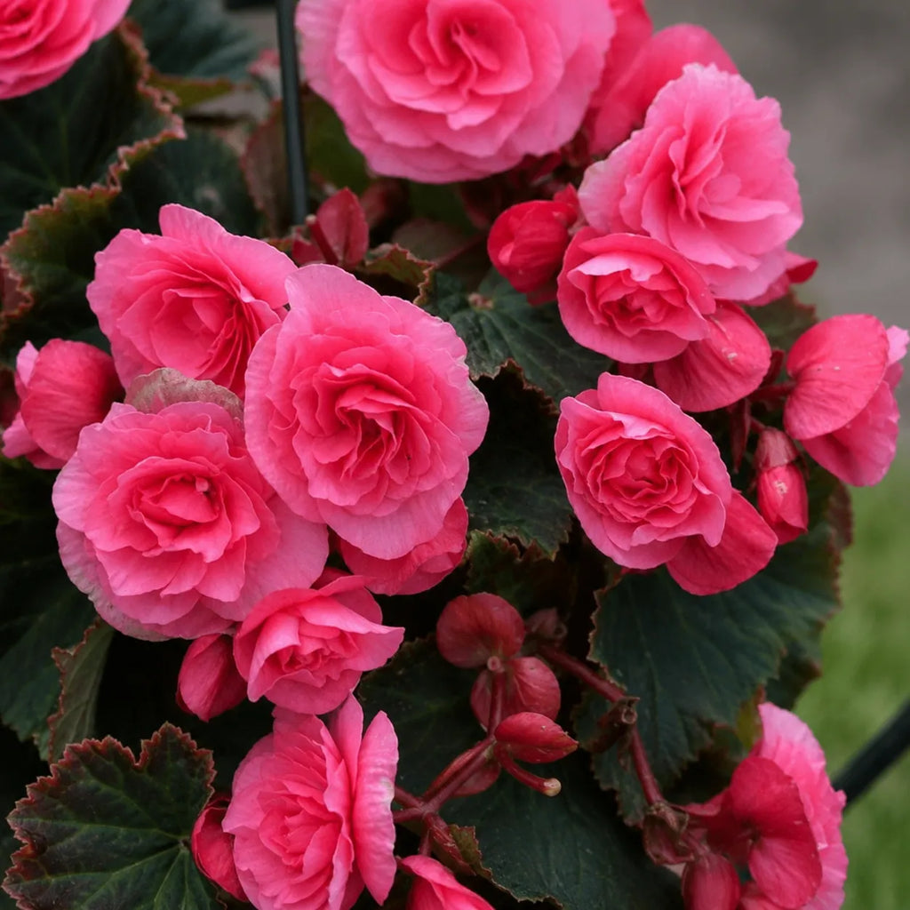 Bulbi Begonia Pendula Roz 2 buc, varietate cu flori bogate in nuante delicate de roz, perfecta pentru balcoane, terase si cosuri decorative