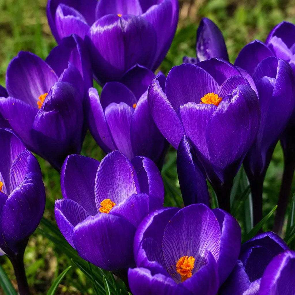 Bulbi_Br_ndu_e_Barr_s_Purple_Tommasianus - Fitza Florilor
