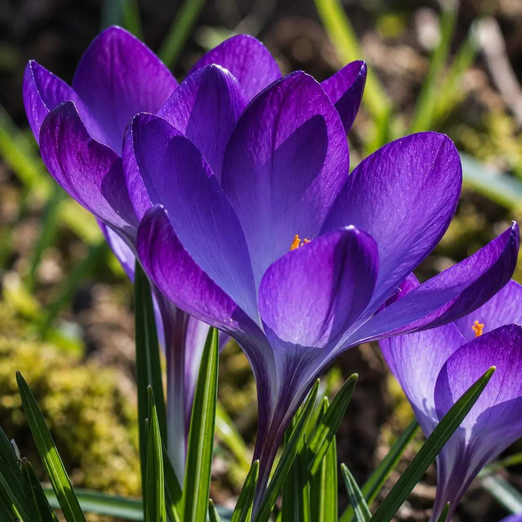 Bulbi_Br_ndu_e_Barr_s_Purple_Tommasianus_3 - Fitza Florilor