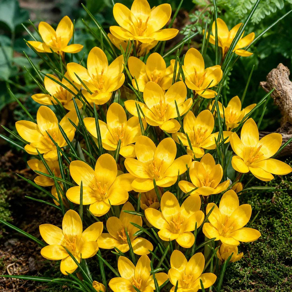Bulbi_Br_ndu_e_Dorothy_Chrysanthus - Fitza Florilor