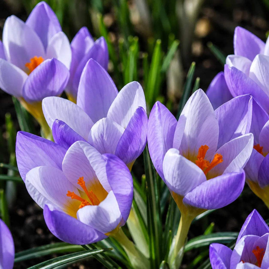 Bulbi_Br_ndu_e_Firefly_Sieberi - Fitza Florilor