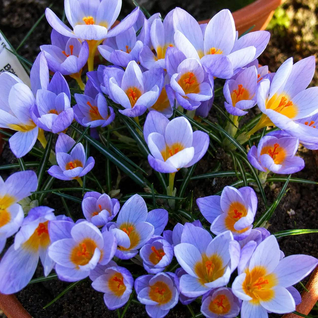 Bulbi_Br_ndu_e_Firefly_Sieberi_3 - Fitza Florilor