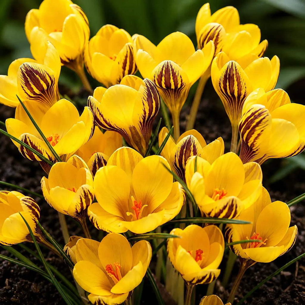 Bulbi_Br_ndu_e_Fuscotinctus_Chrysanthus_2 - Fitza Florilor