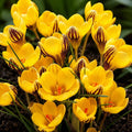 Bulbi_Br_ndu_e_Fuscotinctus_Chrysanthus_2 - Fitza Florilor