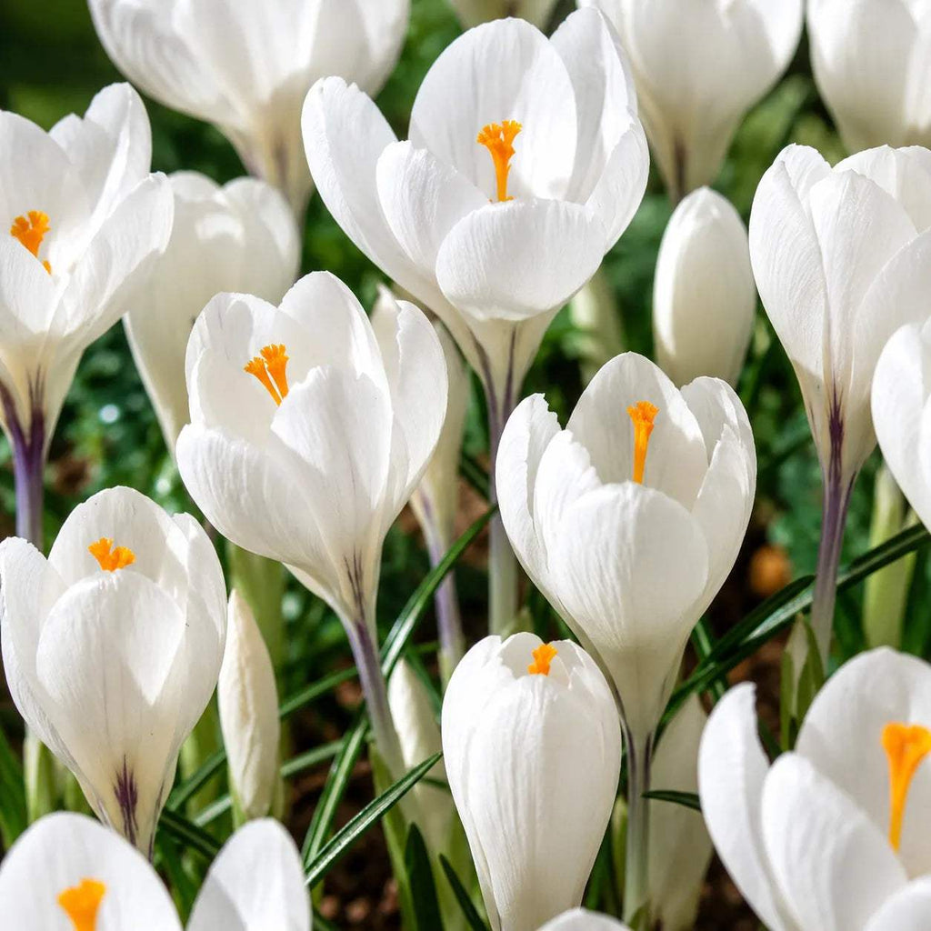 Bulbi_Br_ndu_e_Jeanne_d_Arc - Fitza Florilor