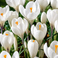Bulbi_Br_ndu_e_Jeanne_d_Arc - Fitza Florilor