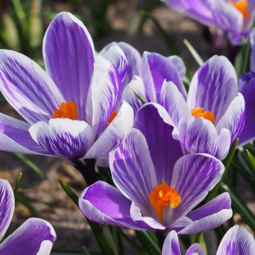 Bulbi_Br_ndu_e_King_of_the_Striped_Vernus_2 - Fitza Florilor