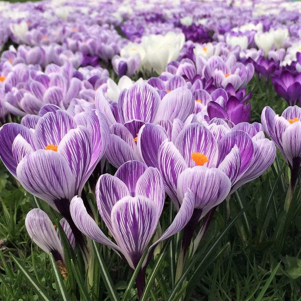 Bulbi_Br_ndu_e_King_of_the_Striped_Vernus_3 - Fitza Florilor